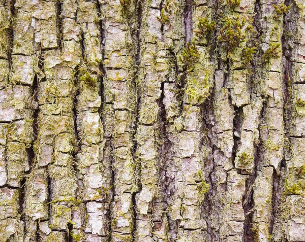 Qualitative photo of natural tree bark. High detailed fragment of tree bark. — Stock Photo, Image