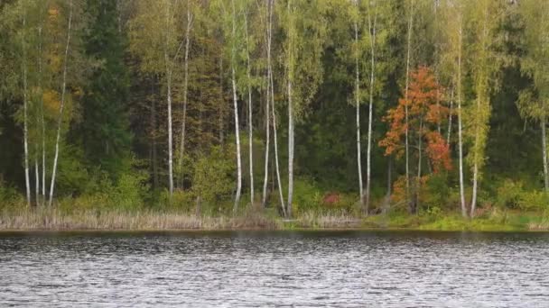 Panoramiczne zdjęcia dzikiego lasu i pięknego jeziora leśnego. — Wideo stockowe