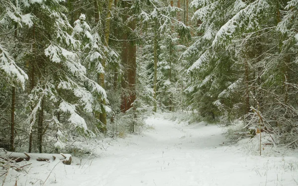美丽的冬季风景。冬季的野生森林. — 图库照片