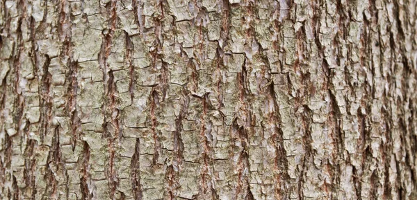 Foto cualitativa de corteza de árbol con patrón natural. Fragmento de corteza de tilo. —  Fotos de Stock