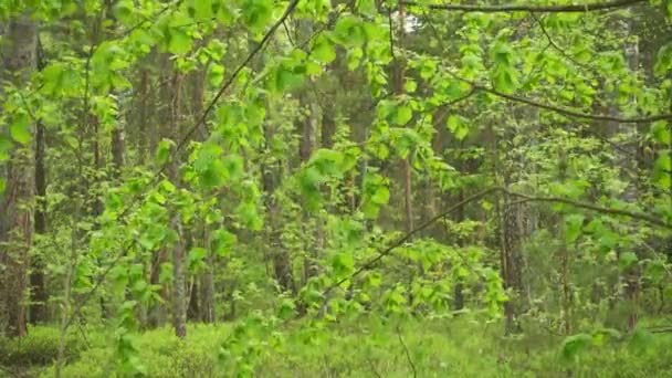 Vent léger dans de beaux arbres verts par temps ensoleillé. Bois verts. — Video