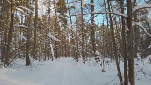 Свіжий білий сніг в зимовому лісі в сонячний день. Зимова дорога . — стокове відео
