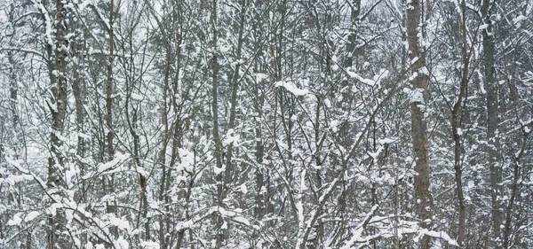 Gyönyörű téli természet, erdő télen. Talán háttérként használják.. — Stock Fotó