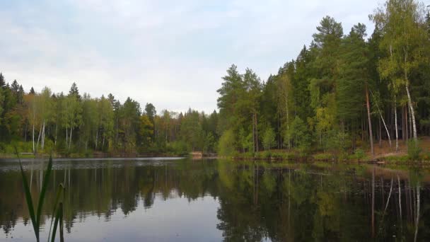 Wilder Wald und schöner Waldsee bei bewölktem Tag. — Stockvideo