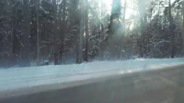 Road through beautiful winter forest, automobile window view and sunlight. — Stock Video