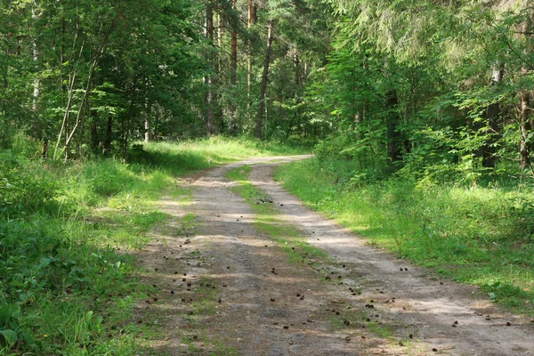 Forêt printanière. Finlande . — Photo