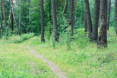 Bahar Orman. Finlandiya.