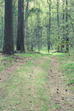 Sarma yol, yol vahşi ormanda.