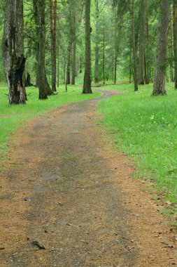 Sarma yol, yol vahşi ormanda.