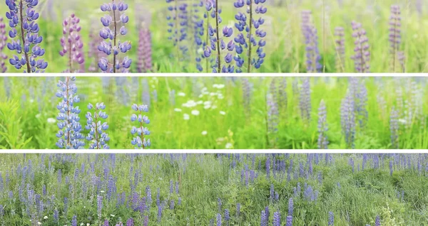 Tre panorami di un campo estivo, giardino . — Foto Stock