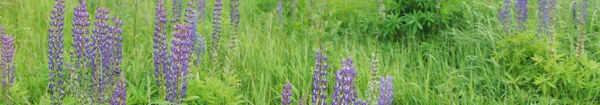 Panorama d'un champ d'été, jardin. Focus sélectif sur le côté gauche . — Photo