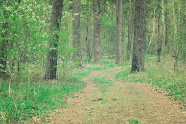 Sarma yol, yol vahşi ormanda. Renkli fotoğraf.
