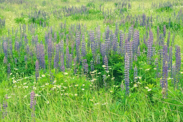 Frühlingsfeld, Garten, Blumen. — Stockfoto