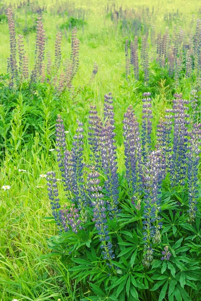 Frühlingsfeld, Garten, Blumen. selektiver Fokus auf die Vorderseite. getöntes Foto. — Stockfoto