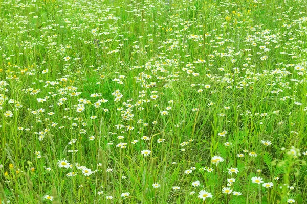 Chamomile field, garden, flowers. Selective focus on front side. — Stock Photo, Image