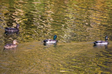 Bir grup ördek gölette yüzer, suda dalgalanır.