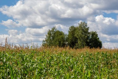 Tarım tarlasında taze mısır. Kırsal yaz manzarası