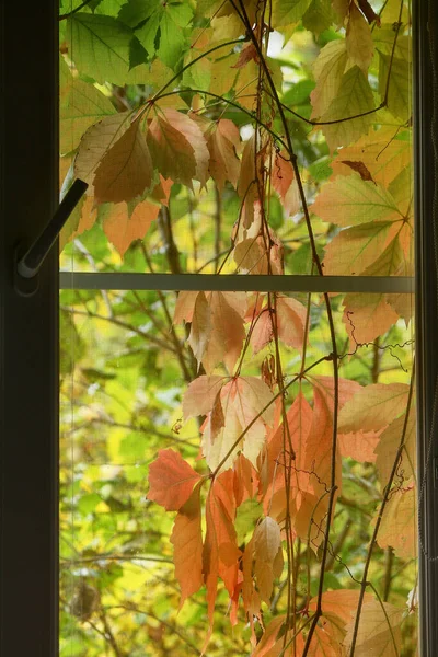 Okno Porośnięte Zarośniętymi Winogronami Zewnątrz Widok Pokoju Pionowy — Zdjęcie stockowe
