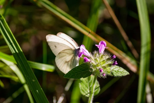 Mariposa Blanca Bebe Néctar Sobre Una Rosa — Foto de Stock