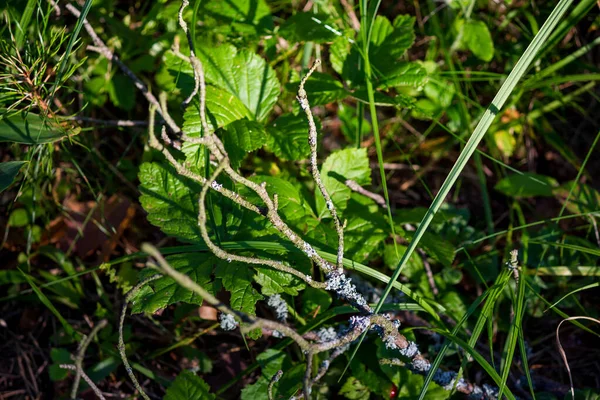 Droge Tak Groen Gras Bladeren Bosonttrekking — Stockfoto