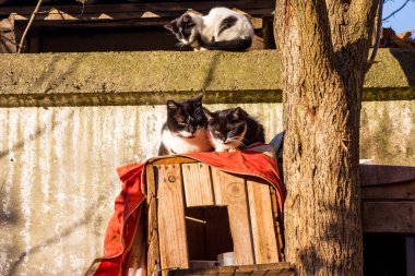 Kedi kulübesinde sokak kedileri