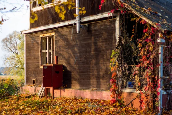 盖着明亮藤叶的旧木屋 舒适的乡村景色 — 图库照片