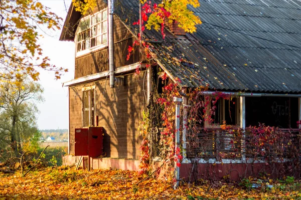 Gammalt Trähus Täckt Med Ljusa Vinblad Mysig Rustik Utsikt — Stockfoto