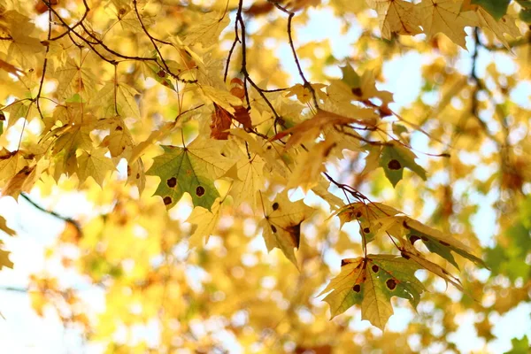 Miękkie Tło Żółtych Liści Klonu Jesienią — Zdjęcie stockowe