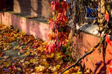 Binanın ön cephesinde kırmızı yapraklar ve yerde sarı akçaağaç yapraklarıyla sürünen renkli üzümler.