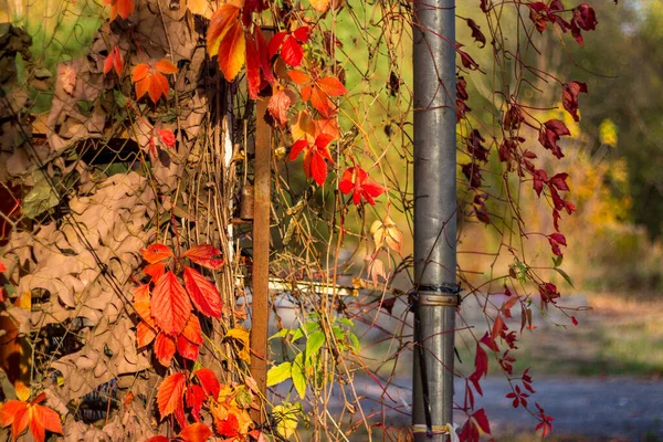 Fragment Fasady Okryty Gąszczami Ozdobnych Winogron Czerwone Liście Jesienią — Zdjęcie stockowe