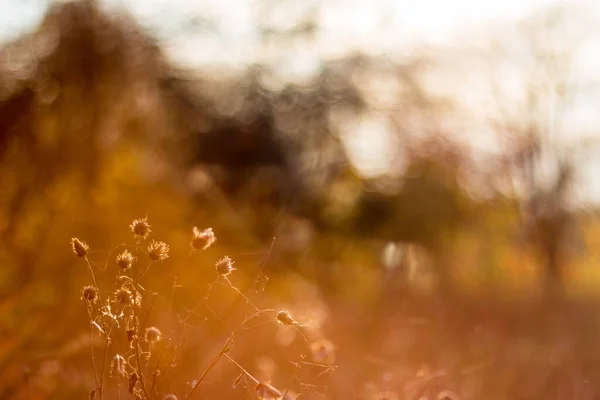 Fondo Minimalista Naranja Con Plantas Secas Campo Hierba Seca Otoño — Foto de Stock