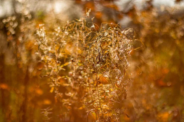 Fundo Desfocado Macio Com Uma Vista Plantas Campo Salgueiro Erva — Fotografia de Stock