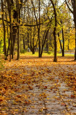 Sonbaharda parkta düşen kırmızı-sarı yapraklar. Sonbahar yeşillik arkaplanı