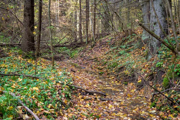 Small quiet stream in the middle of the autumn forest