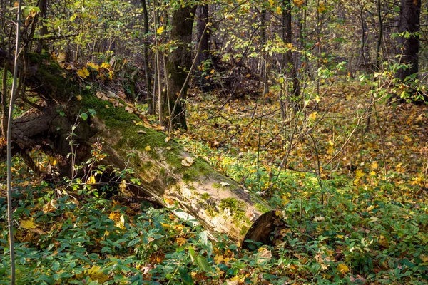 Höstens Skogslandskap Med Fallen Stubbe Gammalt Träd — Stockfoto