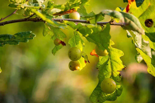 Green balls (Oak apple, oak gall) on oak leaves in which an insect gall wasp (Cynips quercusfolii) develops — Stock Image Green Balls Oak Apple Oak Gall Oak Leaves Which Insect Stock Picture