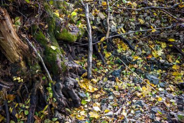 Kuru bir derenin kayalık yatağı ve ağaç kökleri, ormandaki sonbahar manzarası