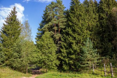 Kırsal kesimin manzarası. Orta Rusya 'nın güzel doğası