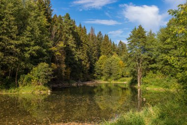 Vahşi doğada göleti olan güzel bir orman manzarası. Orta Rusya 'nın resimli doğası
