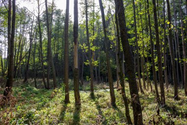 Bataklık gölünde büyüyen ağaçlar