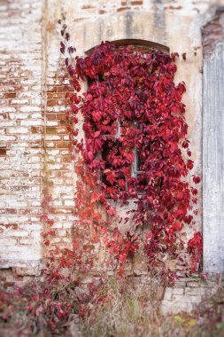 Dekoratif üzümlerle kaplanmış eski bir taş evin penceresi. Kırmızı, sonbaharda Virginia 'dan ayrılır (Parthenocissus quinquefolia). Mülkün kanadı Panskoye, Kaluga bölgesi, Rusya