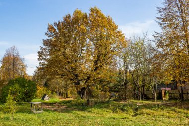 Rusya 'nın Kaluzhskiy bölgesinde, Maloyaroslavetsky bölgesinde, Dubrovka köyünde geniş bir meşe ağacının tacı. Sonbahar manzarası