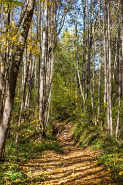 Orman yolu güneş ışığıyla aydınlandı. Sonbahar ormanı güneşli bir günde