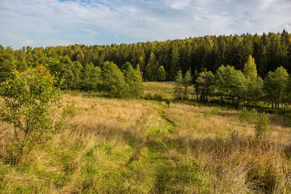 Hermoso Valle Bosque Coníferas Fondo Paisaje Otoñal Naturaleza Kuvshinovo Distrito —  Fotos de Stock