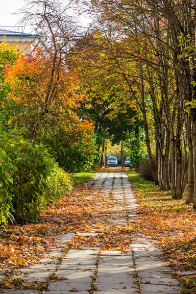 Walking Path Park Covered Fallen Leaves Vertical — Stock Photo, Image