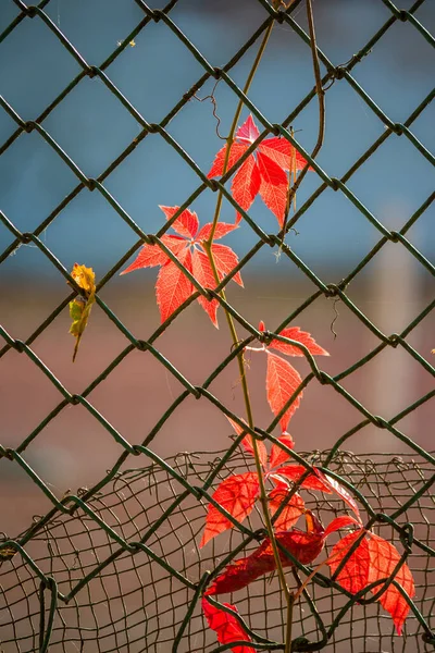 具有网状栅栏的垂直背景 长有鲜红叶子的弗吉尼亚爬虫 — 图库照片