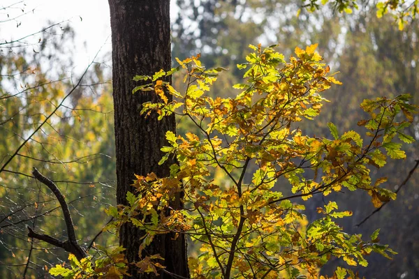 Young Oak Tree Bright Yellow Foliage Autumn — Stock Photo, Image