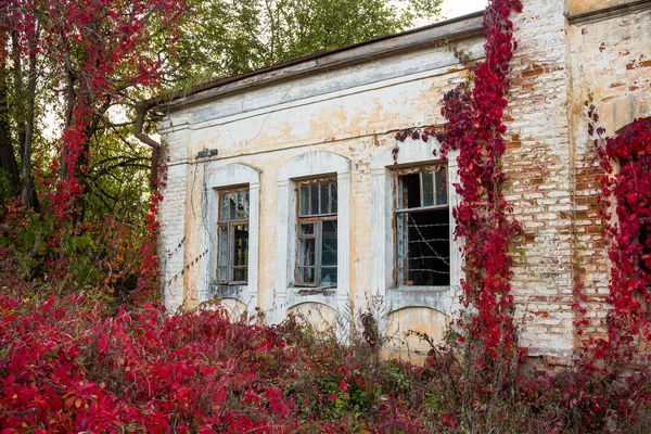 Bellissime Boscaglie Rosse Virginia Creeper Victoria Creeper Edera Cinque Foglie — Foto Stock