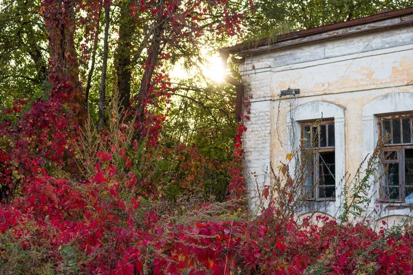 Bellissime Boscaglie Rosse Virginia Creeper Victoria Creeper Edera Cinque Foglie — Foto Stock