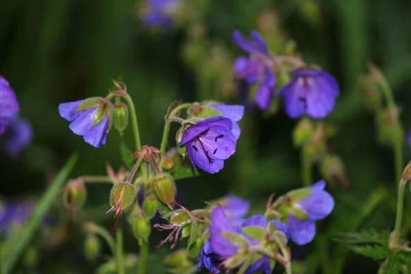 Roślina Kwitnąca Geranium Pratense Łąkowy Żuraw Łąkowy Łąkowy Geranium Polu — Zdjęcie stockowe